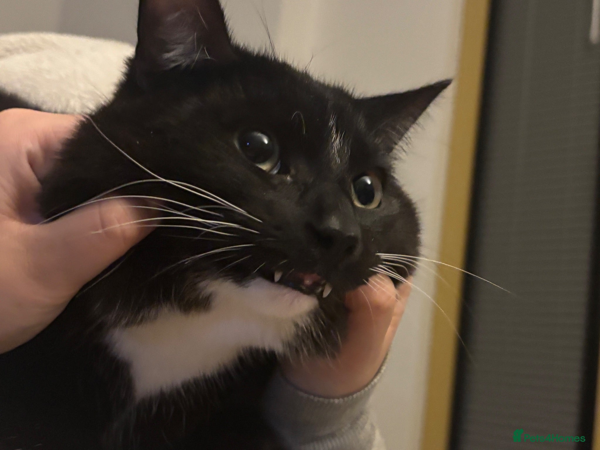 Mixed Breed cats Mr business seeking new home!  - Advert 1