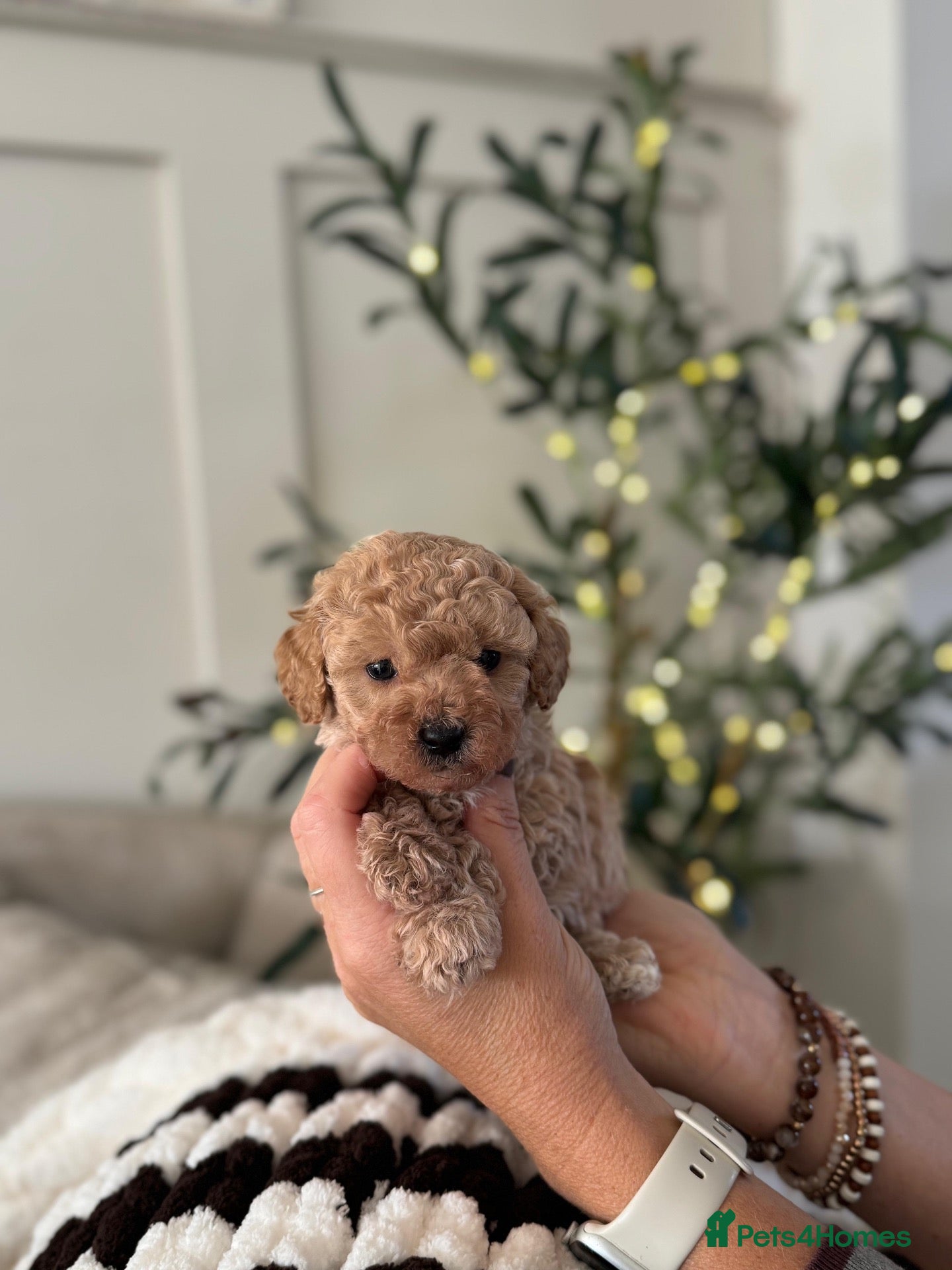 Cavapoo dogs 5*Beautiful Health tested F2b Cavapoo Puppies  - Advert 2