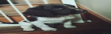 English Springer Spaniel 3 Enola