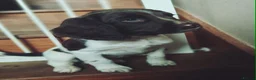 English Springer Spaniel dogs for sale: KC Registered English Springer Spaniels in Brecon - Advert 8