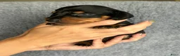 Dachshund dogs for sale: Beautiful litter of standard Dachshund  - Advert 14