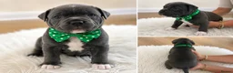 Staffordshire Bull Terrier dogs for sale: 👉 KC Blue Staffy Puppies – DNA Clear🔥 - Advert 18