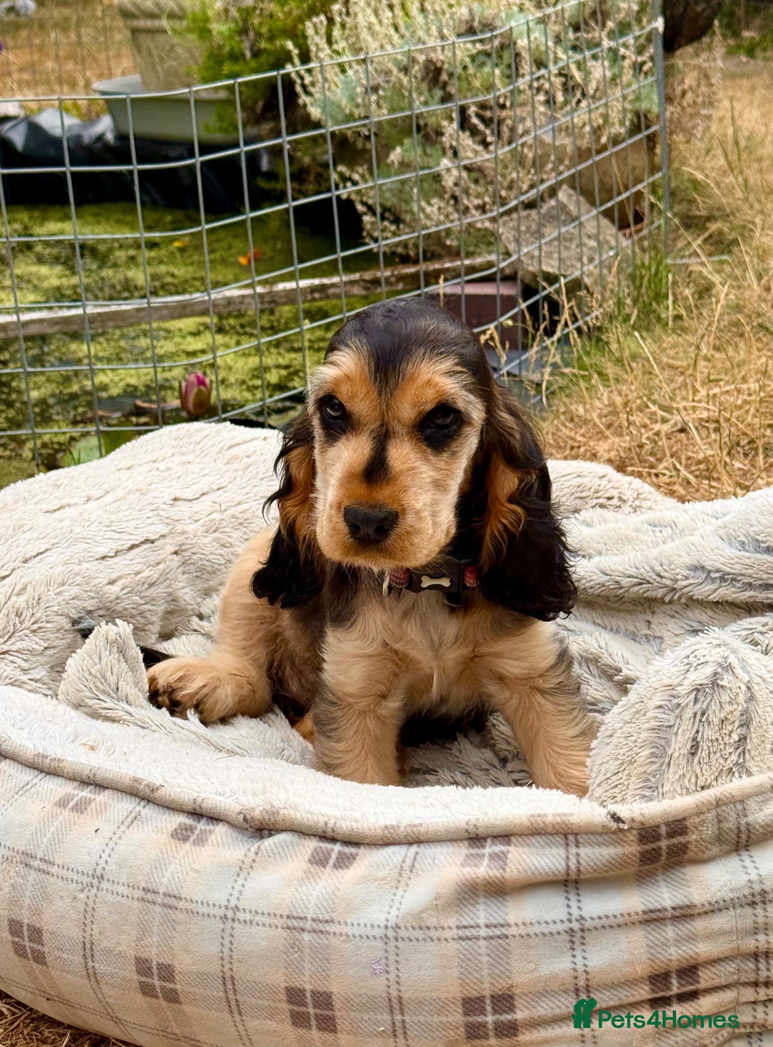 Cocker Spaniel dogs KC show cocker spaniel - last girl - Advert 1