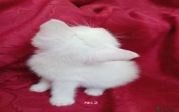 Mixed Breed cats for sale: 4 Gorgeous Pure White Kittens Available 7th Nov - Image 13