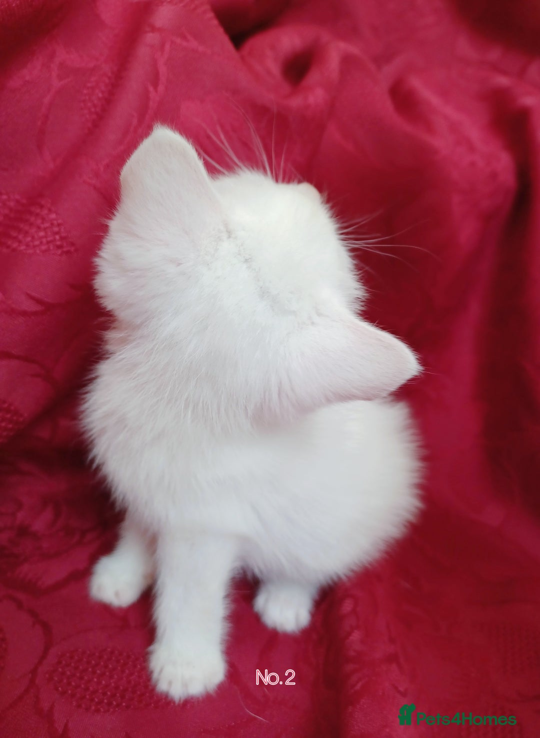 Mixed Breed cats for sale: 4 Gorgeous Pure White Kittens Available 7th Nov - Image 13
