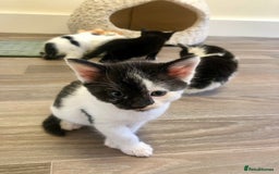 Mixed Breed cats for sale: Kittens - 2 boys 1 girl - ready to leave! - Image 6