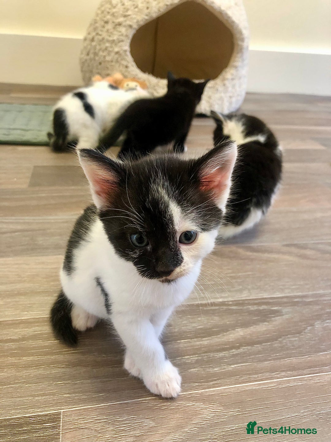 Mixed Breed cats for sale: Kittens - 2 boys 1 girl - ready to leave! - Image 6
