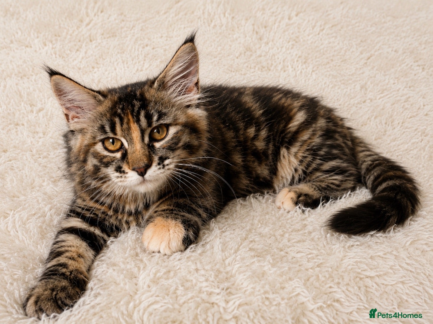 Maine Coon cats ⭐️Stunning Brown Torbie White Tabby Maine Coon - Advert 11