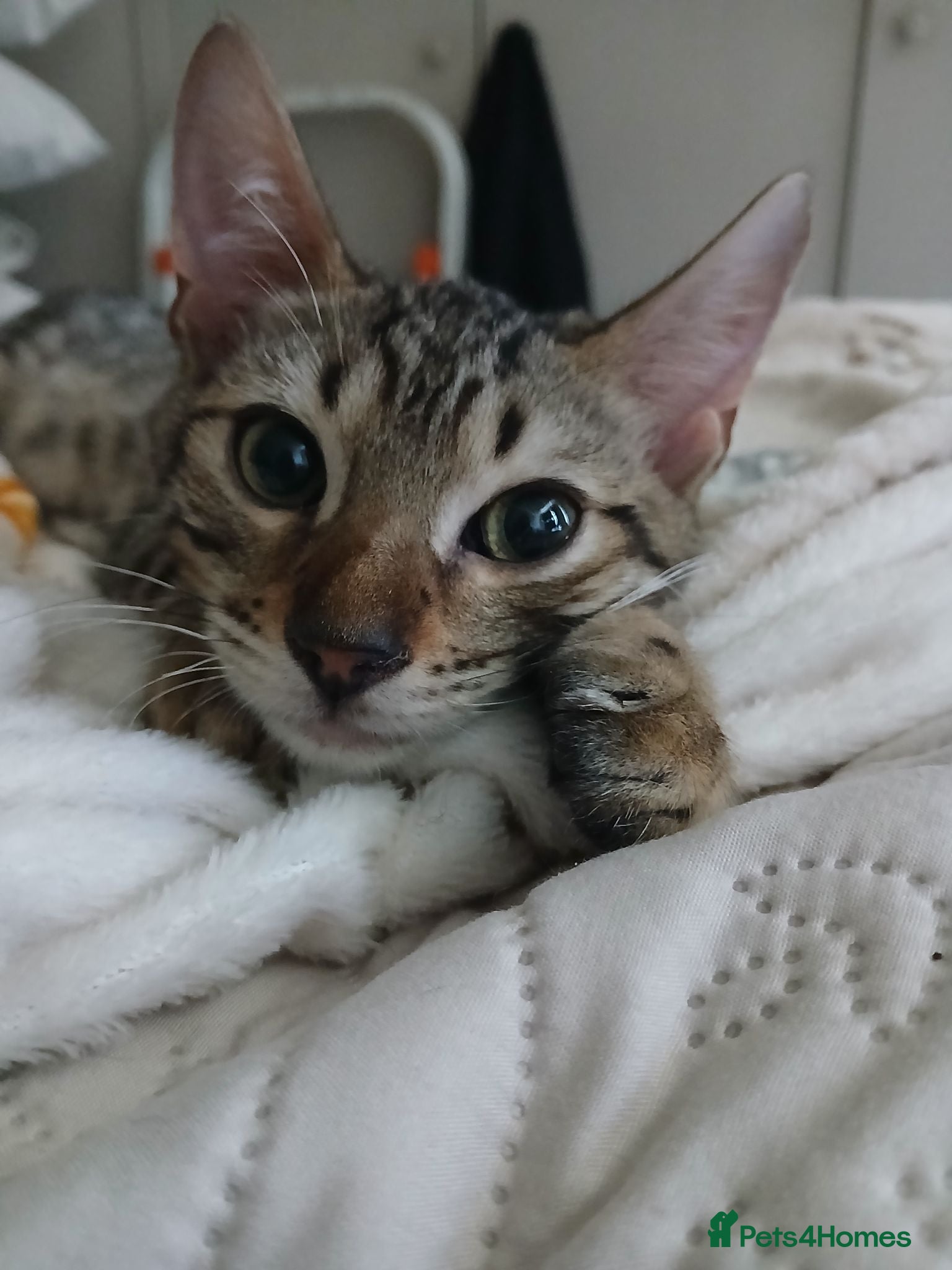 Bengal cats 3/4 Bengal Kittens | 2 LEFT! - Advert 1