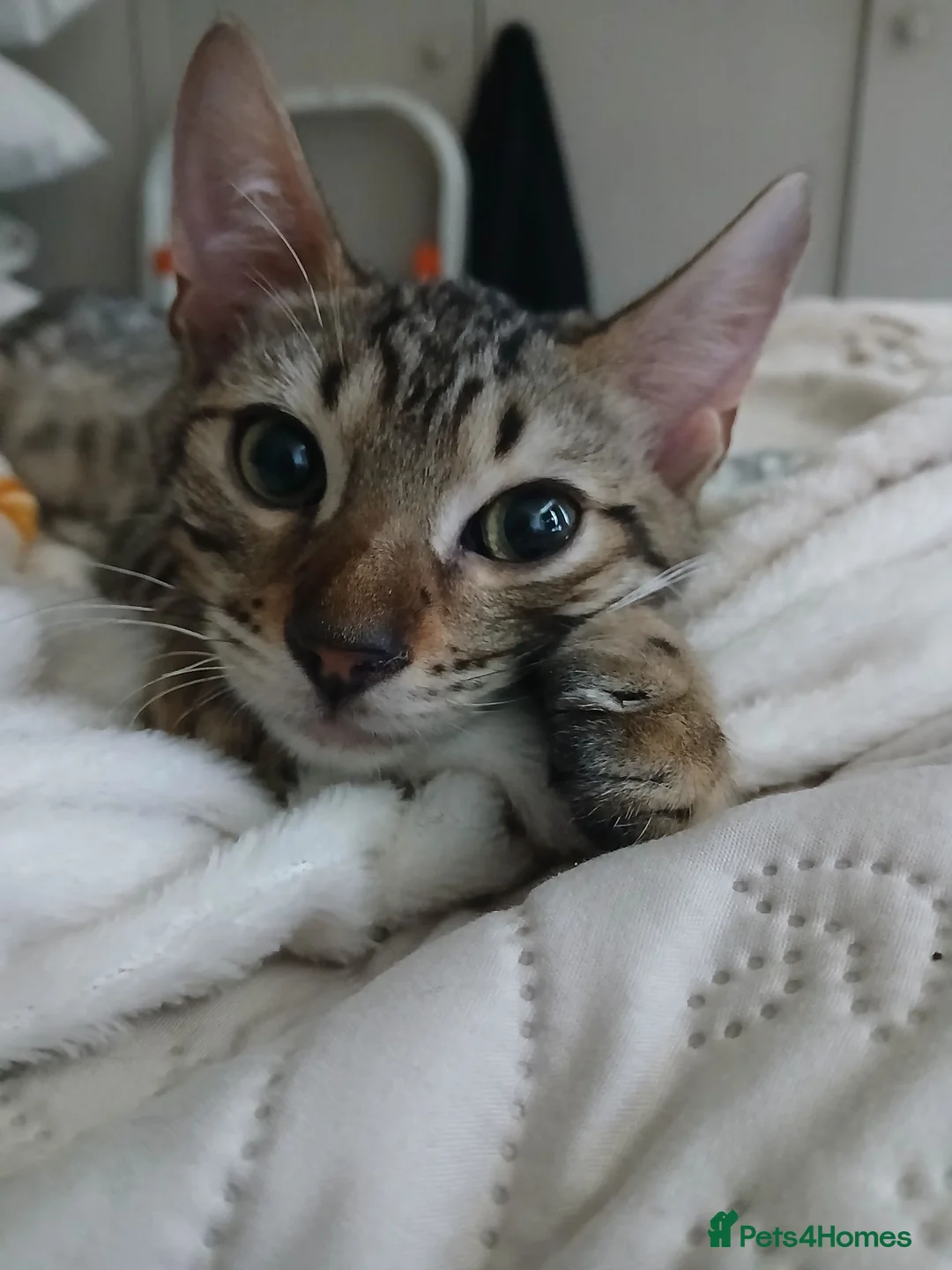 Bengal cats for sale: 3/4 Bengal Kittens | 2 LEFT! - Advert 1