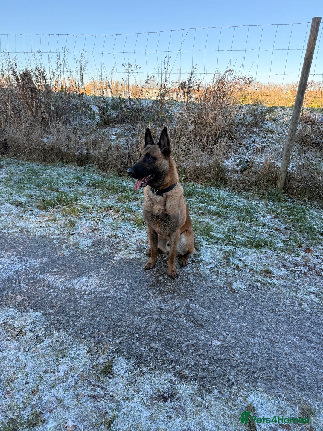 Belgian Shepherd Dog dogs for sale: Rex - 9months Pure Breed  - Advert 5