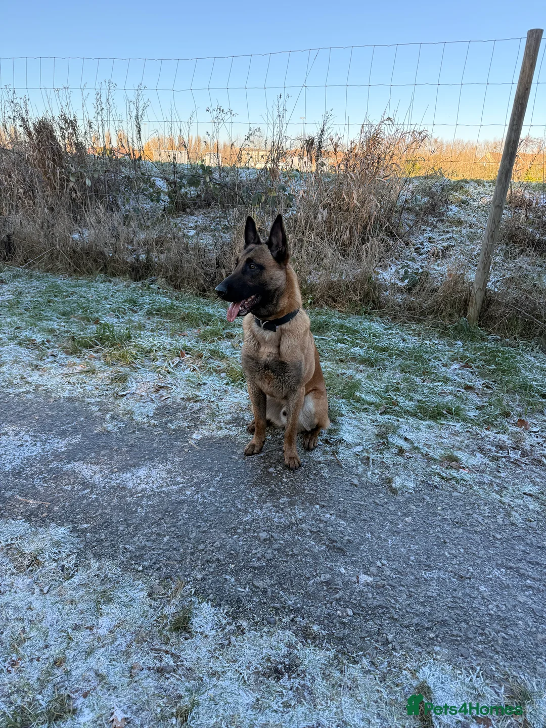 Belgian Shepherd Dog dogs for sale: Rex - 9months Pure Breed  - Advert 5