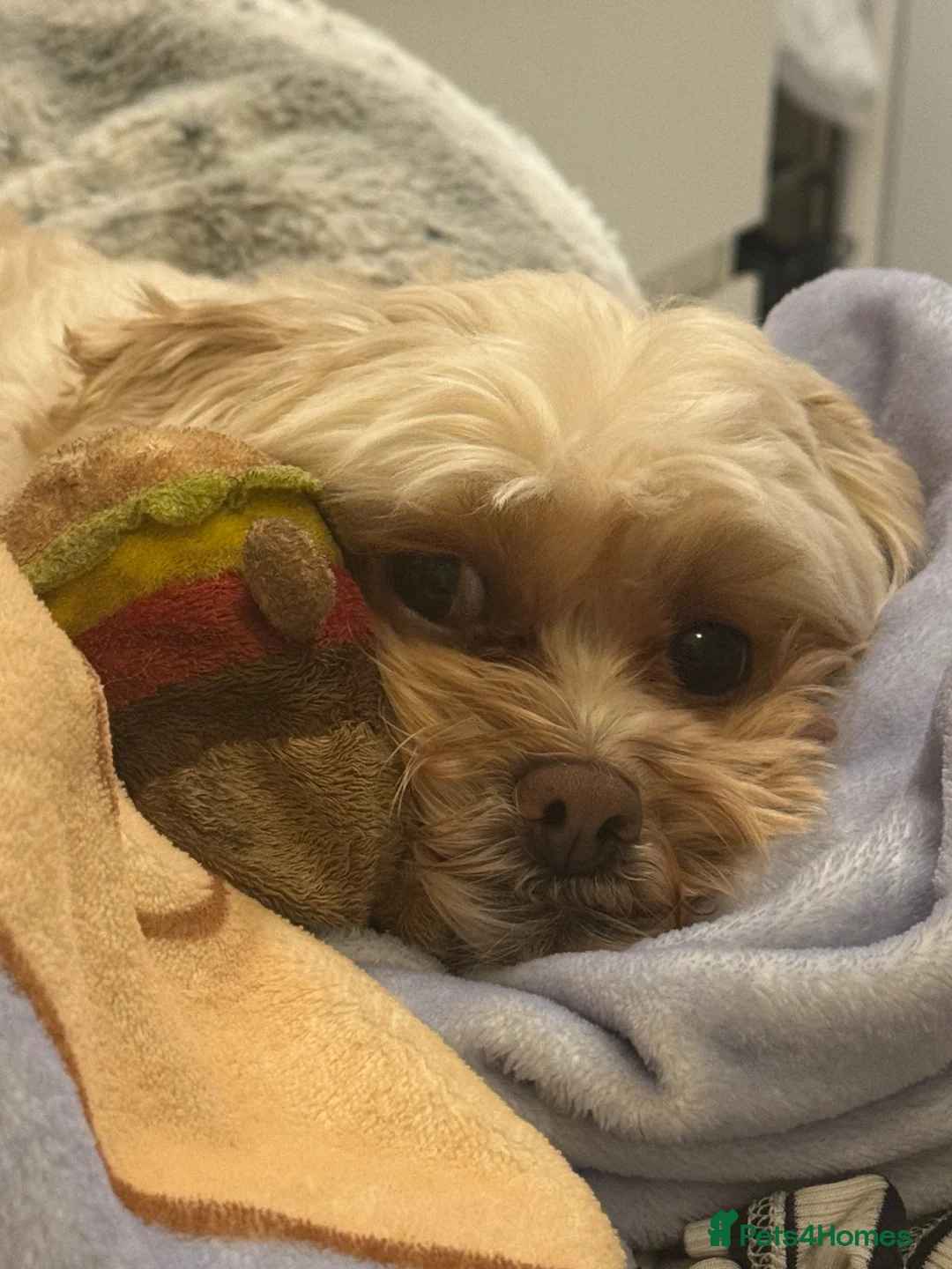 Shihpoo dogs for sale: Nearly 4 year old Shihpoo Lola.  - Advert 2