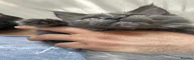 Maine Coon 4