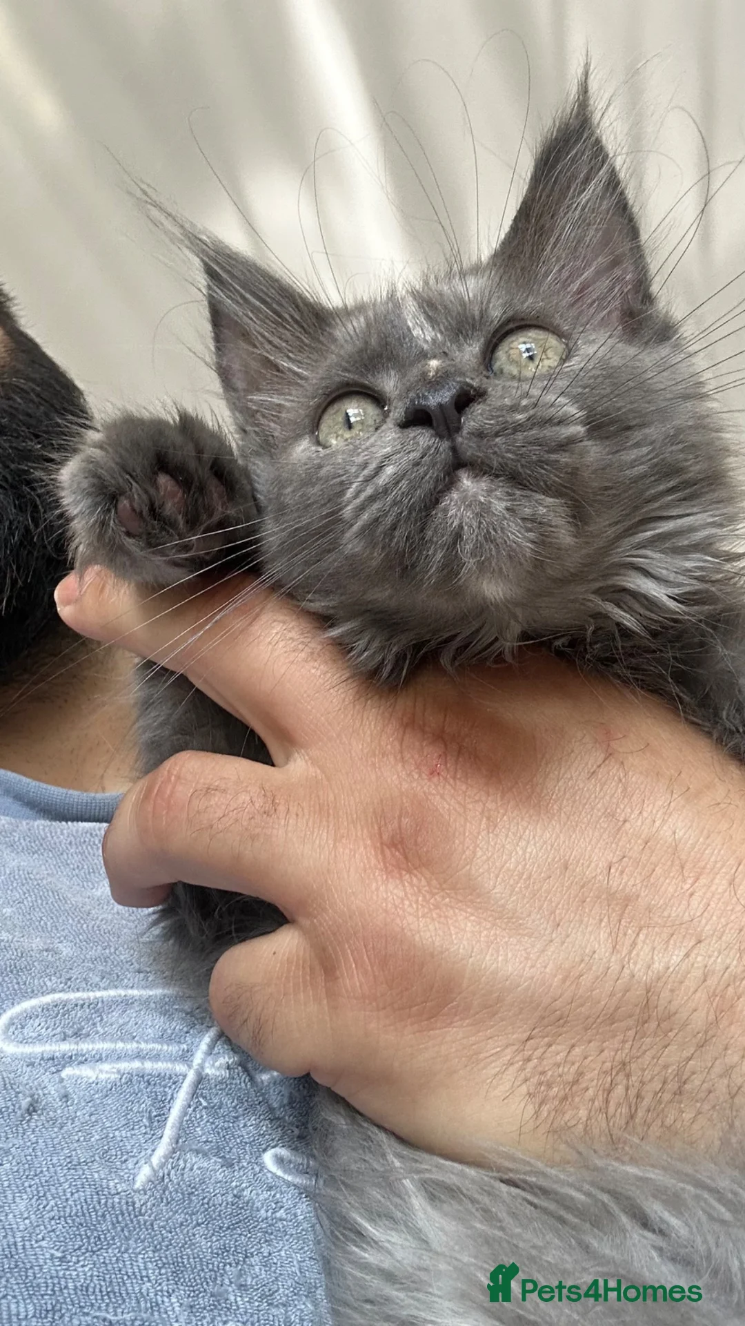 Maine Coon cats for sale: Smoky Maincoon female kitten  - Advert 1