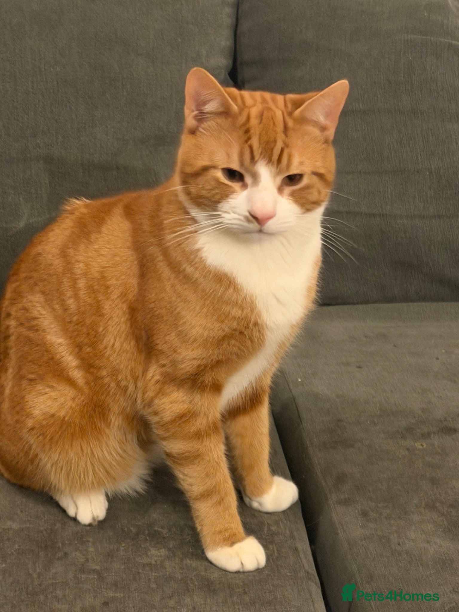 Mixed Breed cats Two 9 Month-Old Ginger & White Cats for Sale 🐾 - Advert 1