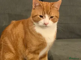 Mixed Breed cats Two 9 Month-Old Ginger & White Cats for Sale 🐾 - Advert 11