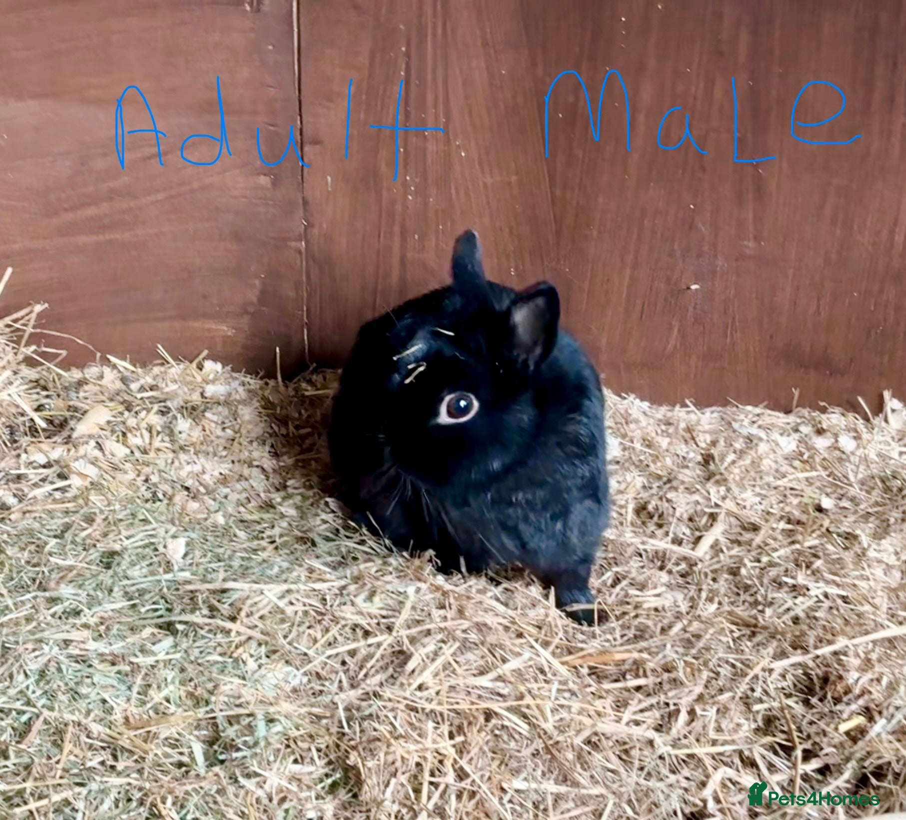 Netherland Dwarf rabbits Netherland dwarf 9 months old male rabbit - Advert 1