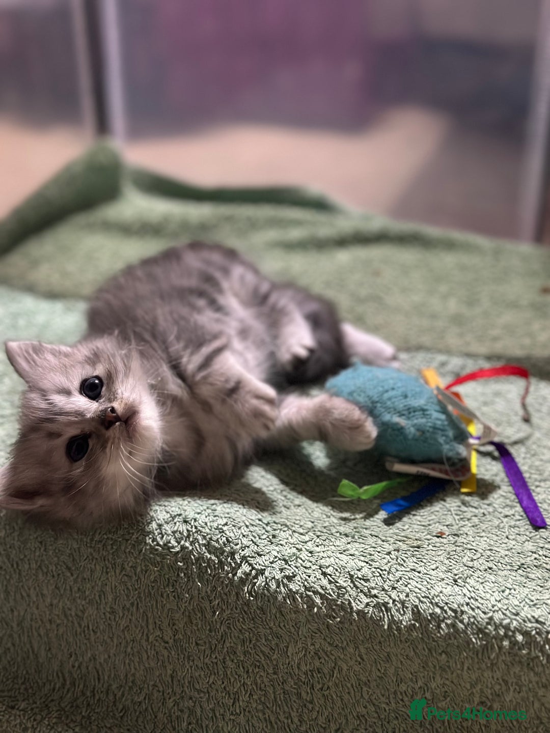 Mixed Breed cats for sale: Persian Chinchilla Cross kittens - Image 12