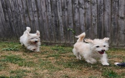 Jack Russell dogs for sale: Beautiful scruffie - Image 7