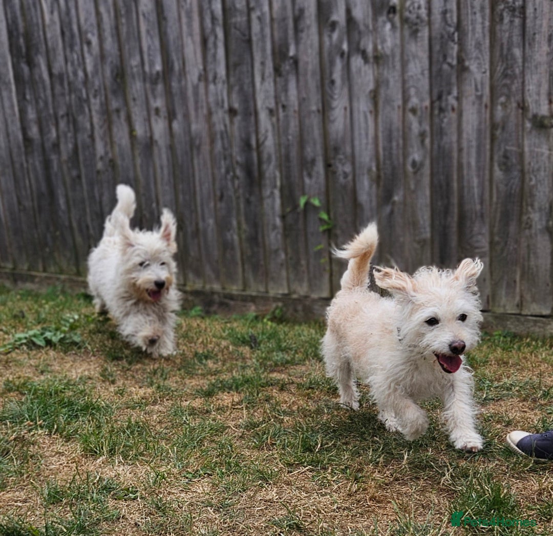 Jack Russell dogs for sale: Beautiful scruffie - Image 7