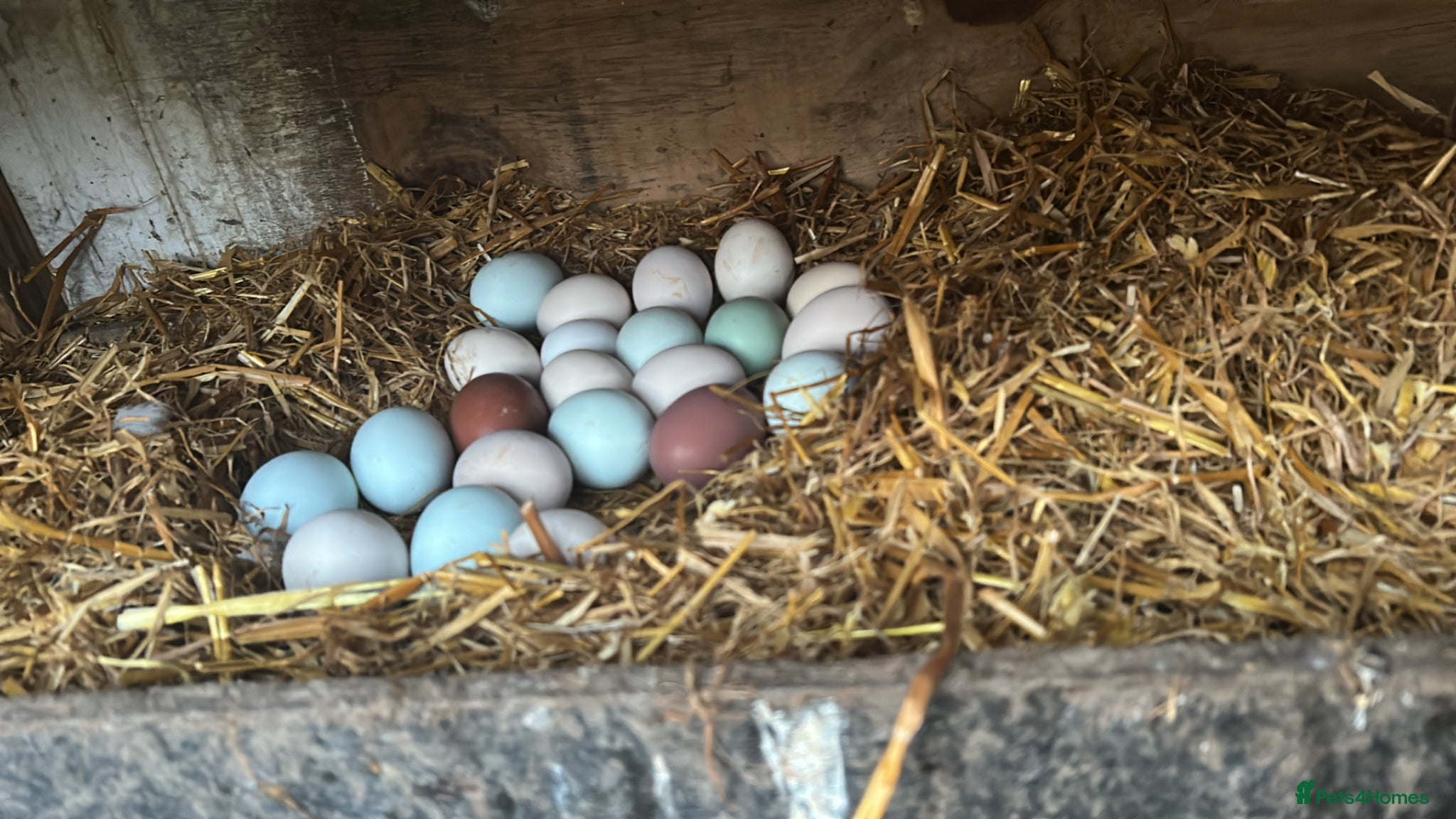 Chickens poultry 12x mixed chicken hatching eggs - Advert 10