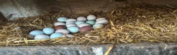 Chickens poultry for sale: 12x mixed chicken hatching eggs - Advert 1