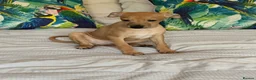 Italian Greyhound dogs for sale: Kc Italian greyhound 4 boys - Advert 6