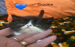 Persian cats for sale: EXCEPTIONAL LITTER PERSIAN EXOTIC KITTENS - Image 11
