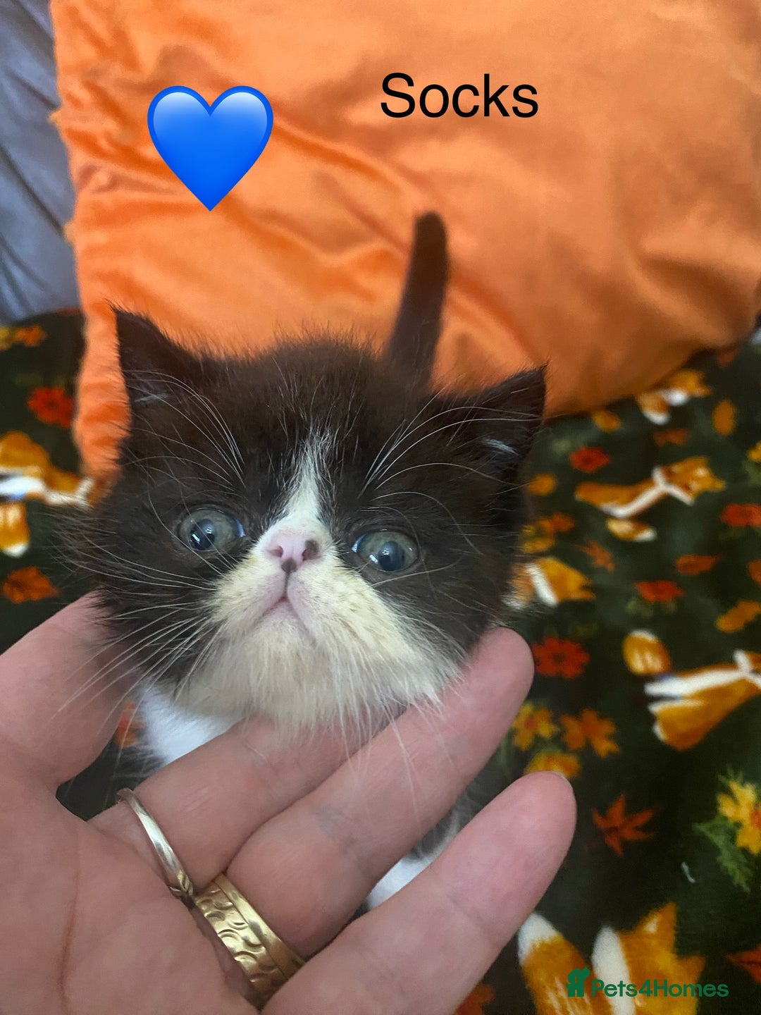 Persian cats for sale: EXCEPTIONAL LITTER PERSIAN EXOTIC KITTENS - Image 11