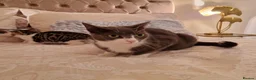 Mixed Breed cats for sale: 4 Beautiful Gentle Kittens for Sale - Advert 22