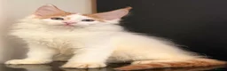 Maine Coon cats for sale: Beautiful maine coon kittens - Advert 27
