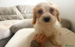 Cavapoo dogs for sale: Beautiful Blenheim cavapoo puppies - Image 1