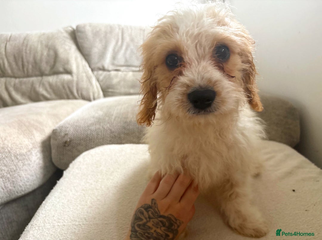 Cavapoo dogs for sale: Beautiful Blenheim cavapoo puppies - Image 1
