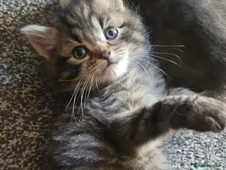 Mixed Breed cats 3 Gorgeous Kittens for Sale - Advert 5