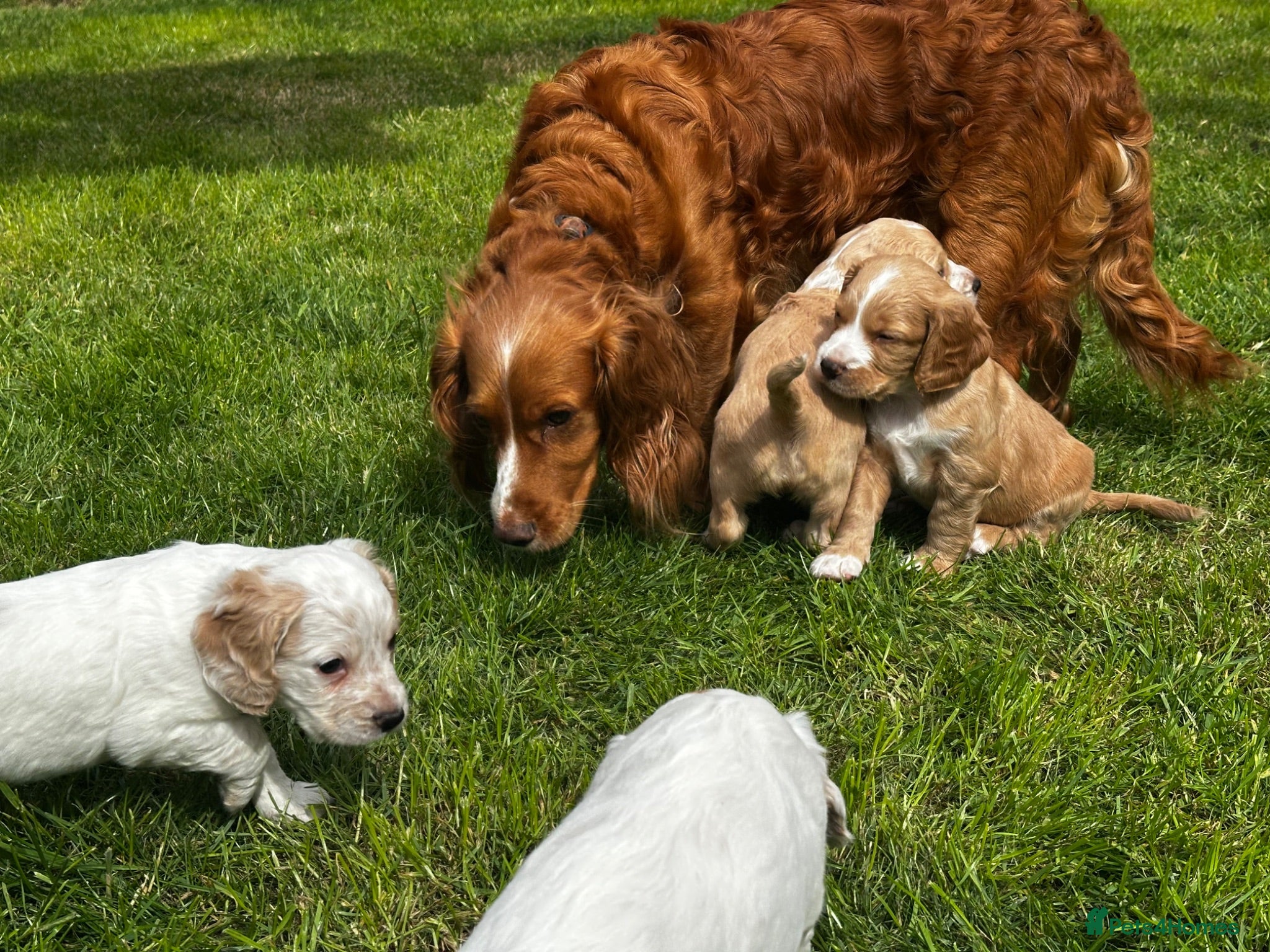 Cocker Spaniel dogs Stunning litter of cocker spaniels  - Advert 7