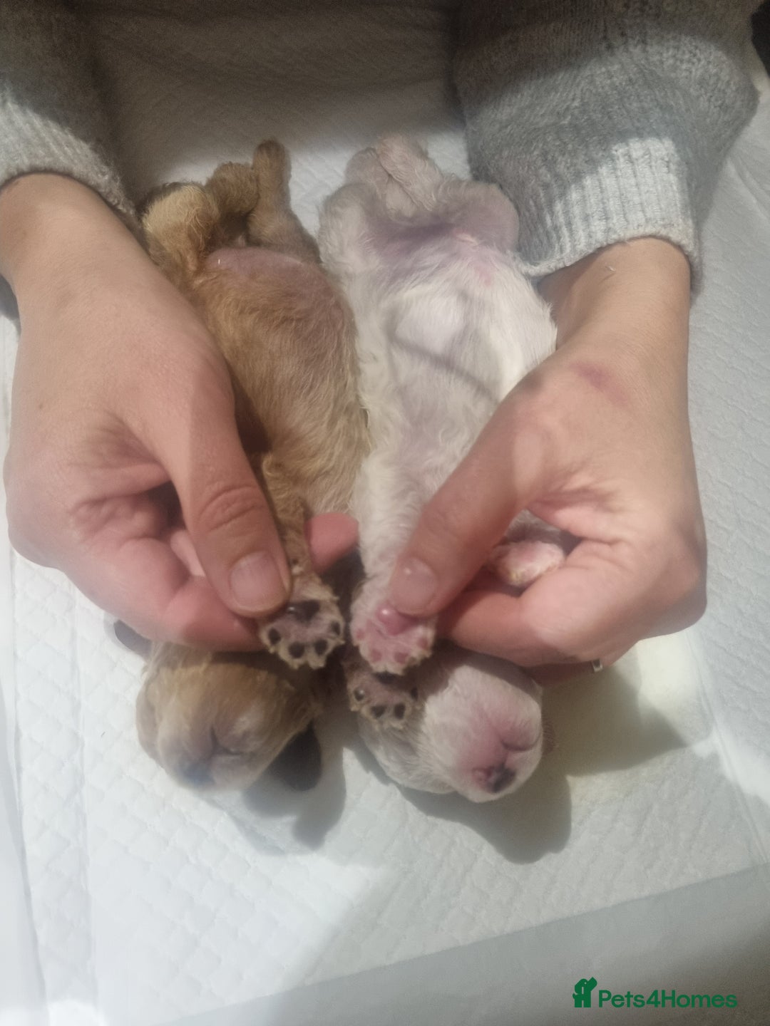 Toy Poodle dogs for sale: Toy poodle puppy - Advert 16