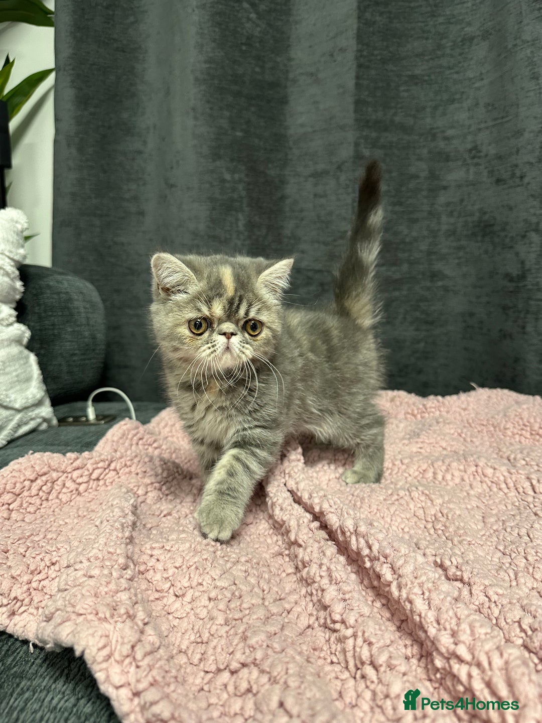 Persian cats for sale: ⭐️ Exceptional Persian x Exotic Kittens ⭐️ - Advert 16