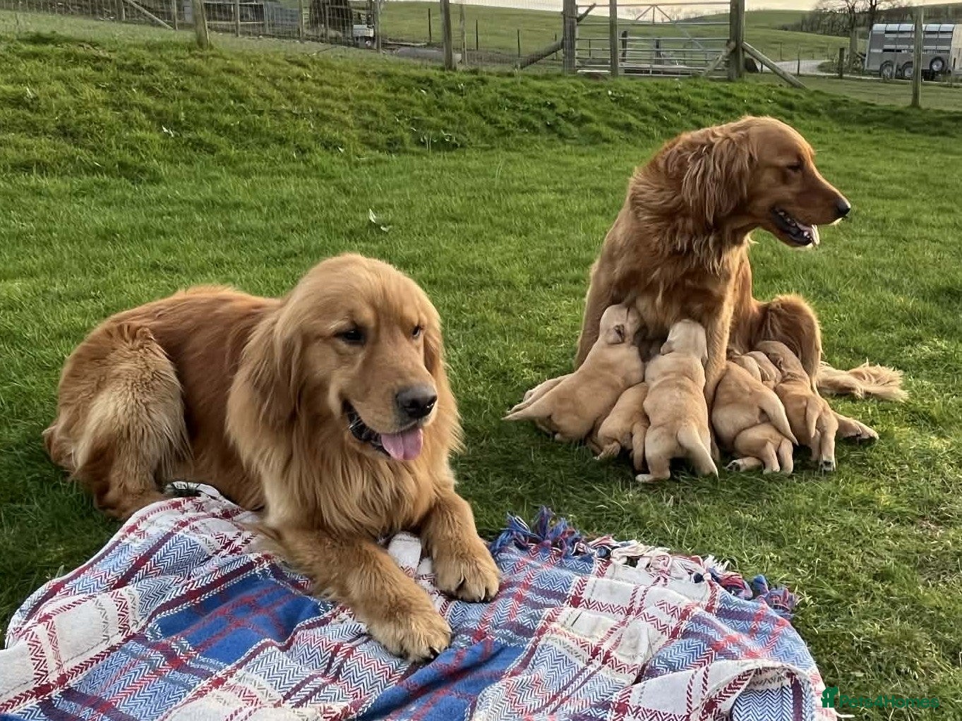 Golden Retriever dogs Beautiful KC Golden Retriever Puppies - Advert 1