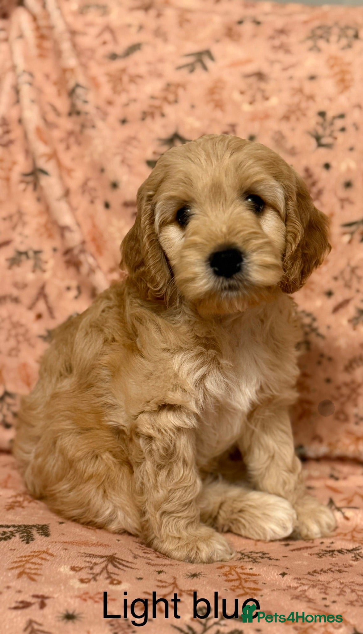 Cockapoo dogs F2 cockapoos - Advert 18