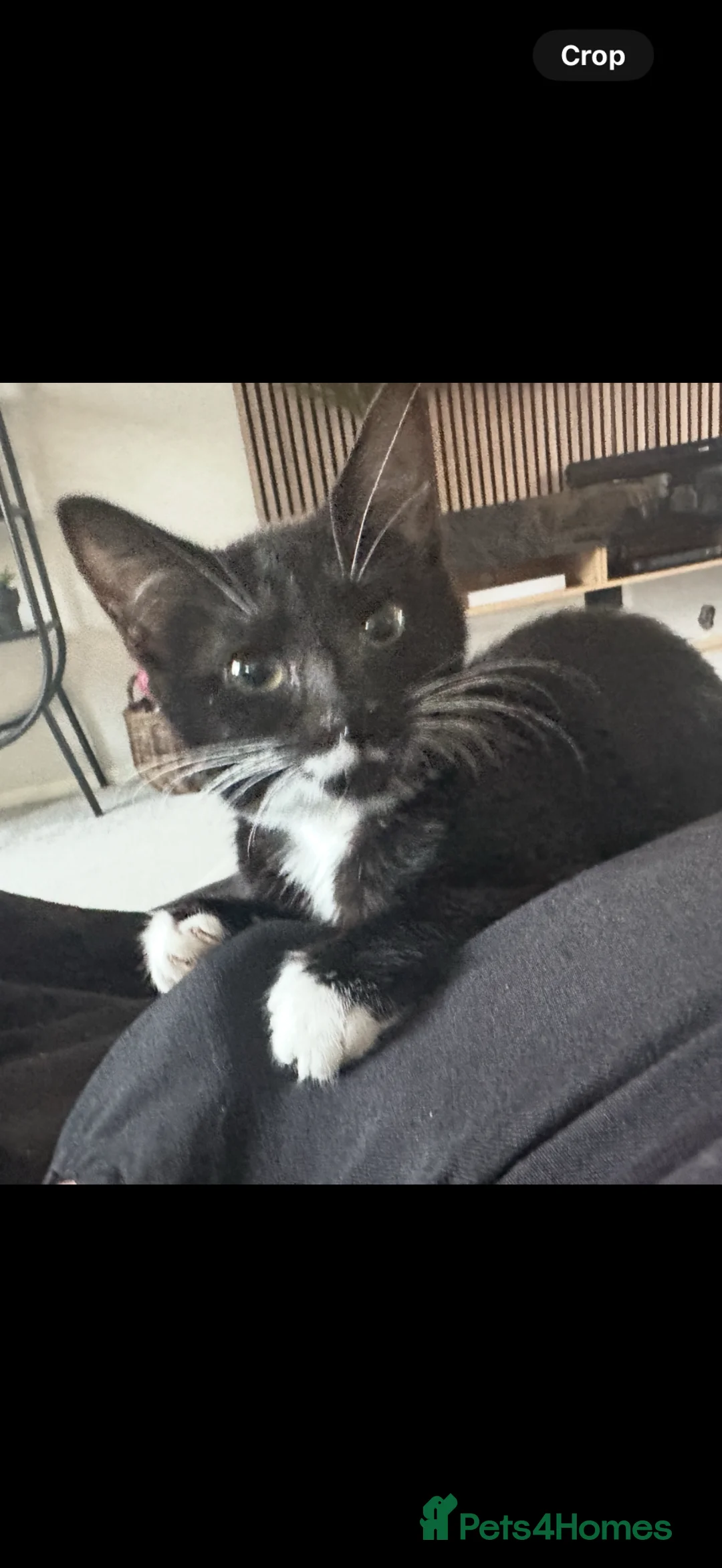 Bengal cats for sale: Two loving sisters in need of a home - Advert 2