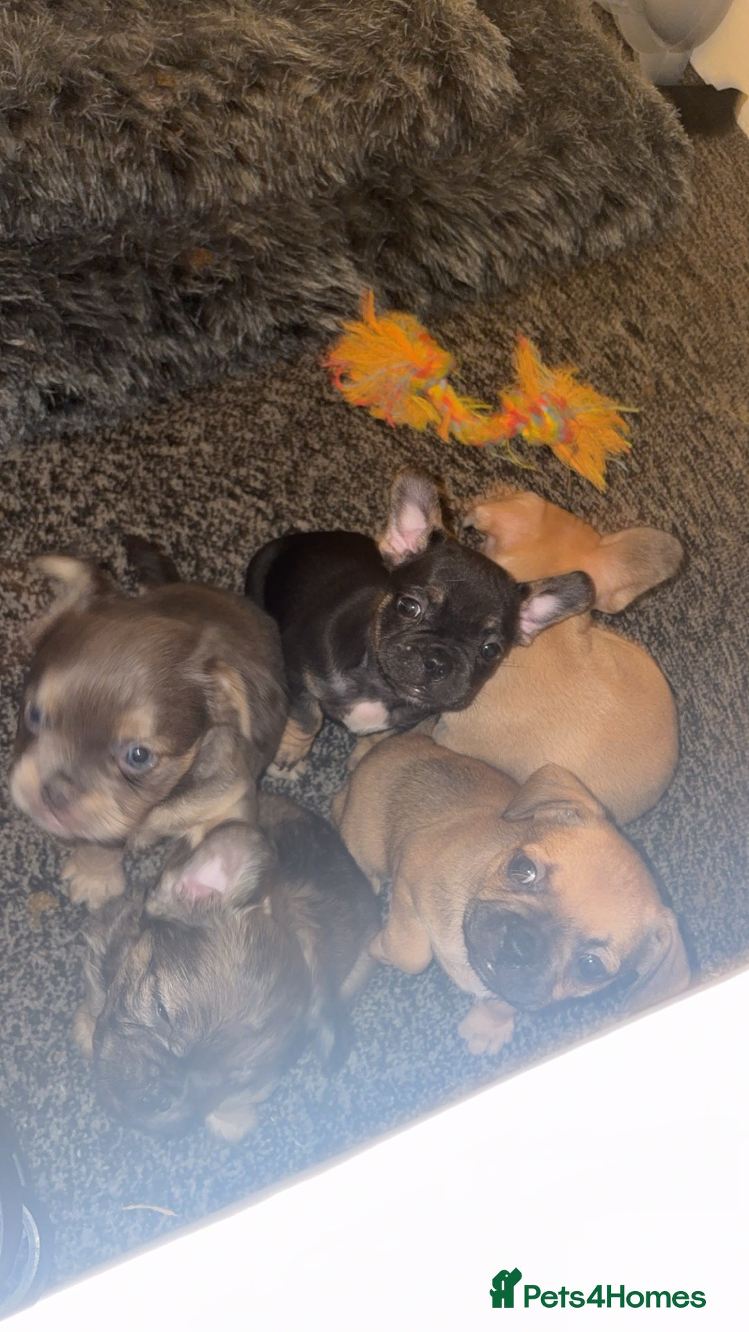French Bulldog dogs for sale: French bulldog cross puppies  - Advert 2
