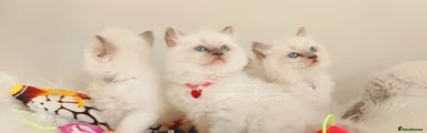 Ragdoll Kitten 4