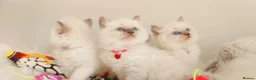 Ragdoll cats for sale: Beautiful Ragdoll kittens 😻😻😻😻 - Advert 36
