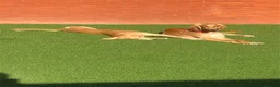 Saluki dogs for sale: 2 VERY HANDSOME SALUKI BOY'S 100% in Wellington - Advert 6