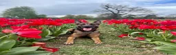 Mixed Breed dogs for sale: Security Dog for Sale  - Advert 3