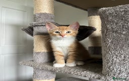 Mixed Breed cats for sale: Four beautiful playful kittens for sale  - Image 4