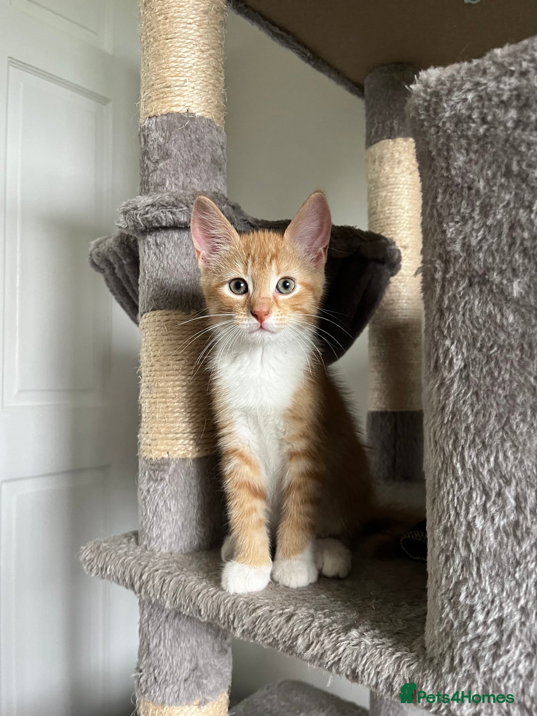 Mixed Breed cats for sale: Four beautiful playful kittens for sale  - Image 4