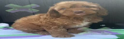 Cockapoo dogs for sale: F1 mini cockapoos 30 dna health tested clr - Advert 5