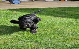 Mixed Breed dogs for sale: Beautiful Cavapoo X puppies - Image 3